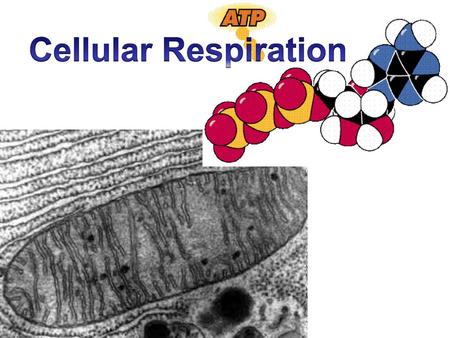 Cellular Respiration.