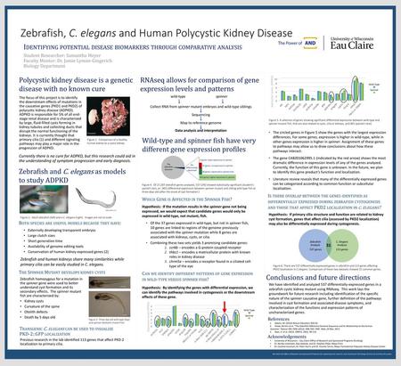 Zebrafish, C. elegans and Human Polycystic Kidney Disease