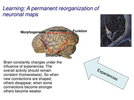 Learning: A permanent reorganization of neuronal maps