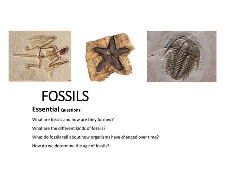 FOSSILS Essential Questions: What are fossils and how are they formed?