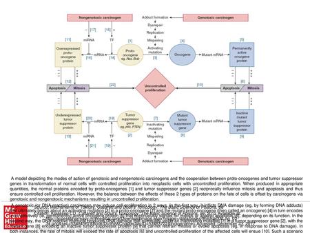 In effect, the modes of action of these 2 types of chemical carcinogens are more complex: genotoxic carcinogens may also exert epigenetic effects and nongenotoxic.