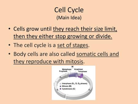 Cell Cycle (Main Idea) Cells grow until they reach their size limit, then they either stop growing or divide. The cell cycle is a set of stages. Body cells.