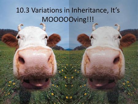 10.3 Variations in Inheritance, It’s MOOOOOving!!!