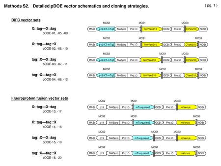 Methods S2. Detailed pDOE vector schematics and cloning strategies.