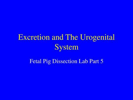 Excretion and The Urogenital System