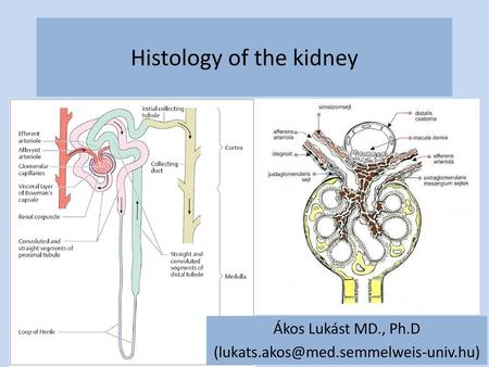 Histology of the kidney