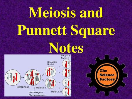 Meiosis and Punnett Square Notes