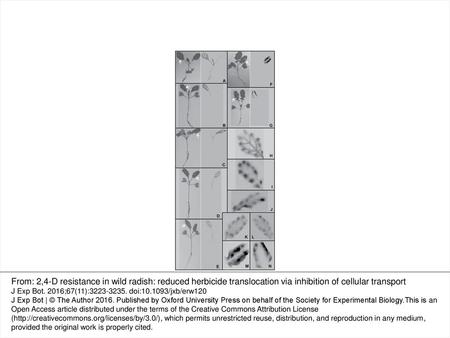 Fig. 1. Visual representation of [14C]2,4-D translocation in susceptible (A–E), resistant R1 (F), and resistant R2 (G) wild radish seedlings.