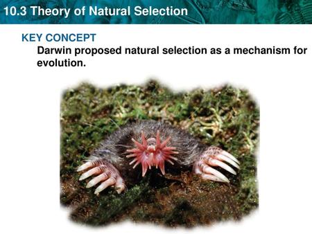 Several key insights led to Darwin’s idea for natural selection.