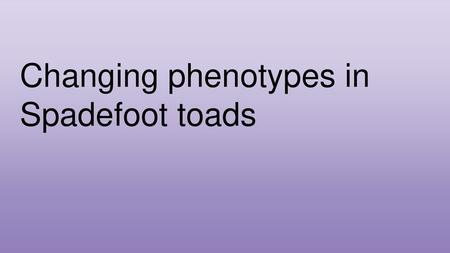 Changing phenotypes in Spadefoot toads