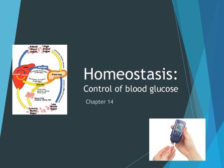 Homeostasis: Control of blood glucose