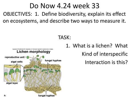 Do Now 4.24 week 33 OBJECTIVES: 1. Define biodiversity, explain its effect on ecosystems, and describe two ways to measure it. TASK: 1. What is a lichen?