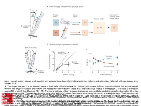 B. Sensory information is weighted dynamically to maintain balance and orientation under varying conditions. The figure illustrates findings from an experiment.