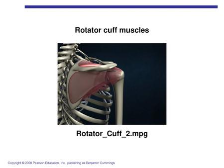 Rotator cuff muscles Rotator_Cuff_2.mpg.