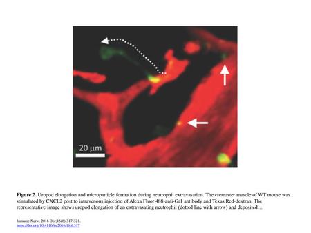 Figure 2. Uropod elongation and microparticle formation during neutrophil extravasation. The cremaster muscle of WT mouse was stimulated by CXCL2 post.