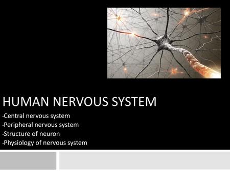 Human Nervous system Central nervous system Peripheral nervous system