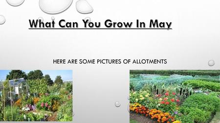 Here are some pictures of allotments