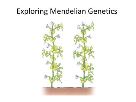 Exploring Mendelian Genetics