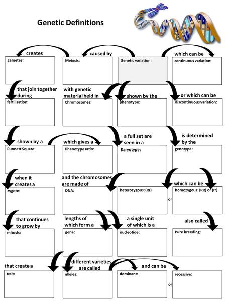 Genetic Definitions Karyotype:.