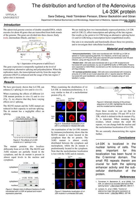 The distribution and function of the Adenovirus L4-33K protein