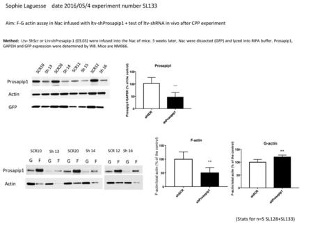 Sophie Laguesse date 2016/05/4 experiment number SL133