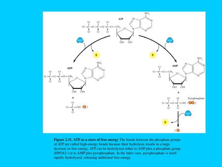 Figure 2.31. ATP as a store of free energy The bonds between the phosphate groups of ATP are called high-energy bonds because their hydrolysis results.