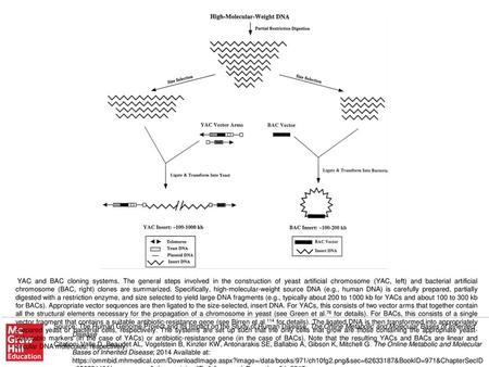 YAC and BAC cloning systems