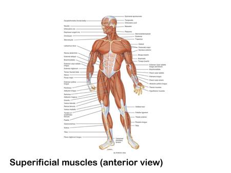 Superificial muscles (anterior view)