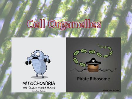 Cell Organelles.