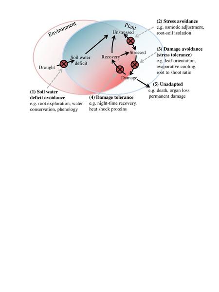 Environment Plant (2) Stress avoidance e.g. osmotic adjustment,