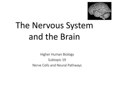 The Nervous System and the Brain