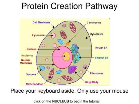 Protein Creation Pathway