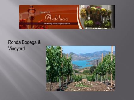 Ronda Bodega & Vineyard