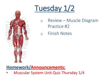 Tuesday 1/2 Review – Muscle Diagram Practice #2 Finish Notes