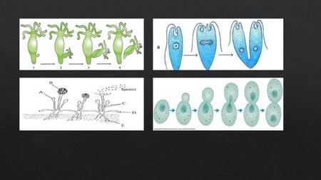 Binary Fission Time # of Bacterial Cells (1hr)