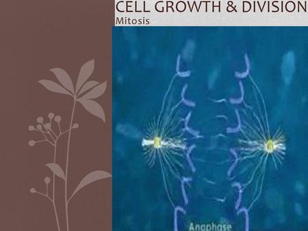 Cell growth & Division Mitosis.