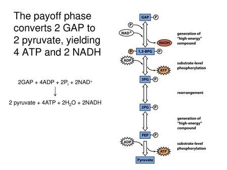 2 pyruvate + 4ATP + 2H2O + 2NADH