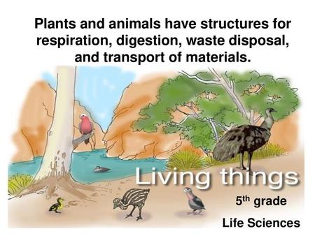 Plants and animals have structures for respiration, digestion, waste disposal, and transport of materials. 5th grade Life Sciences.