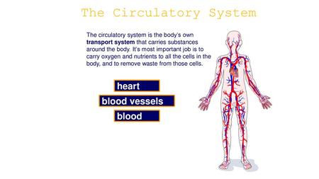 The Circulatory System