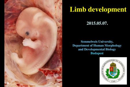 Limb development Semmelweis University,