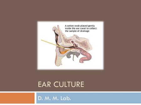 Ear culture D. M. M. Lab..