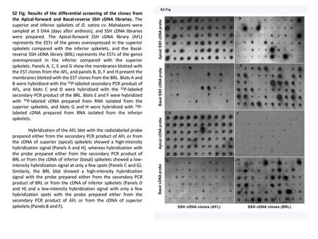 S2 Fig. Results of the differential screening of the clones from the Apical-forward and Basal-reverse SSH cDNA libraries. The superior and inferior spikelets.