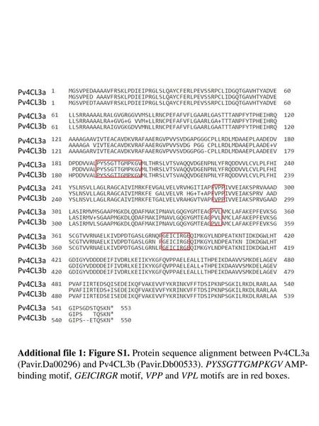 Pv4CL3a Pv4CL3b Additional file 1: Figure S1. Protein sequence alignment between Pv4CL3a (Pavir.Da00296) and Pv4CL3b (Pavir.Db00533). PYSSGTTGMPKGV AMP-