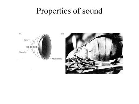 Properties of sound.