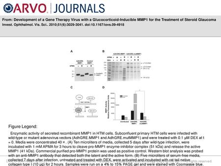 From: Development of a Gene Therapy Virus with a Glucocorticoid-Inducible MMP1 for the Treatment of Steroid Glaucoma Invest. Ophthalmol. Vis. Sci.. 2010;51(6):3029-3041.