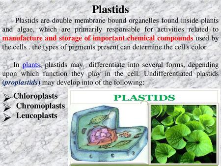 Chloroplasts Chromoplasts Leucoplasts Plastids