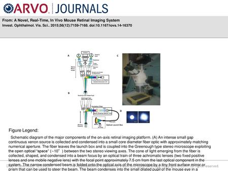 From: A Novel, Real-Time, In Vivo Mouse Retinal Imaging System