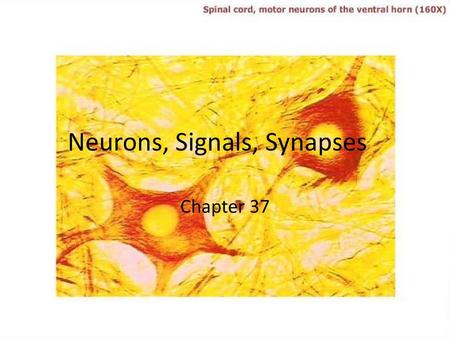 Neurons, Signals, Synapses