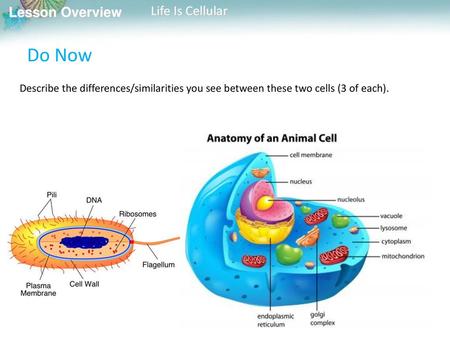 Do Now Describe the differences/similarities you see between these two cells (3 of each).