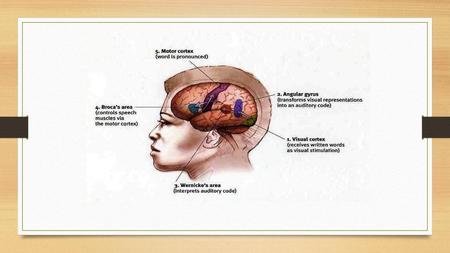 Theory of Cognitive Development